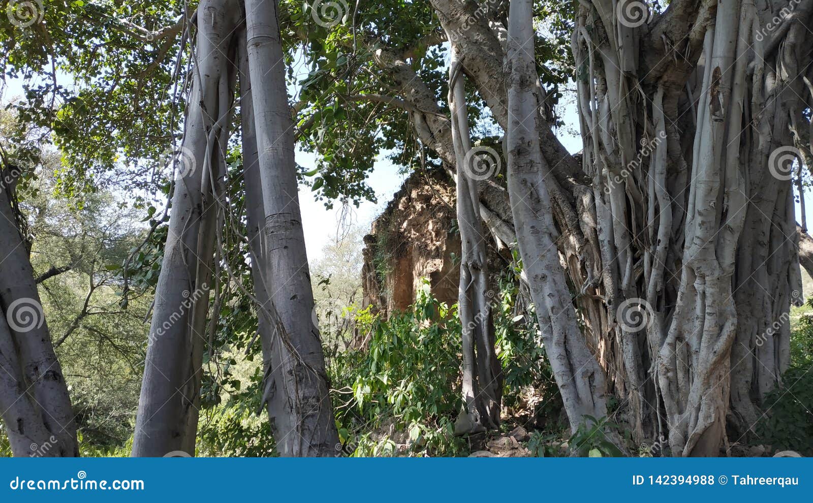 a big banyan tree trunk with an old building